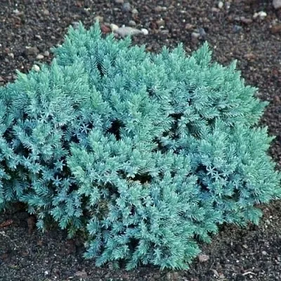 Можжевельник БЛЮ СТАР чешуйчатый  Можжевельник БЛЮ СТАР чешуйчатый в Иваново