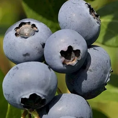 Голубика ЧАНДЛЕР в Иваново