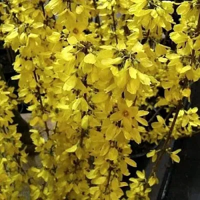 Форзиция ГОЛДРАУШ  Форзиция ГОЛДРАУШ в Иваново