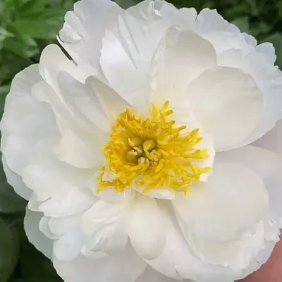 Пион ДУБЛИН травянистый  Пион ДУБЛИН травянистый в Иваново