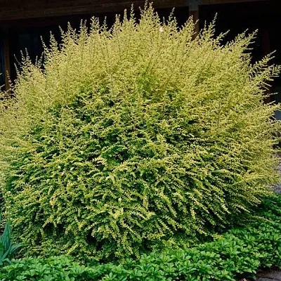 Жимолость в Иваново