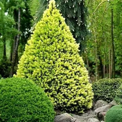 Ель РЕЙНБОУЗ ЭНД сизая  Ель РЕЙНБОУЗ ЭНД сизая в Иваново