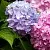 саженцы гортензии