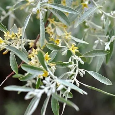 Лох в Иваново