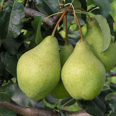 Груша ОРЛОВСКАЯ ЛЕТНЯЯ  Груша ОРЛОВСКАЯ ЛЕТНЯЯ в Иваново