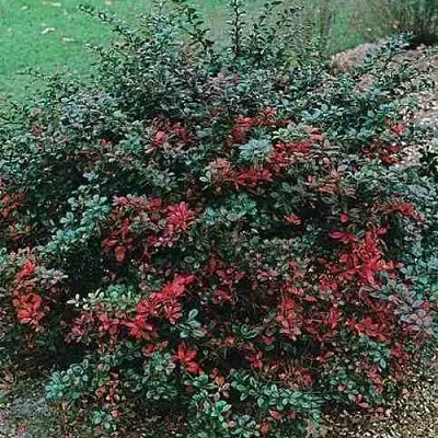 Барбарис РЕД ДЖЕВЕЛ средний   Барбарис РЕД ДЖЕВЕЛ средний  в Иваново