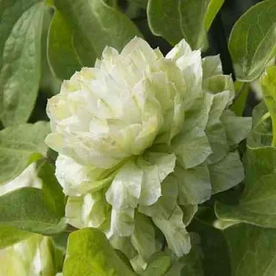 Клематис КОХАНА  Клематис КОХАНА в Иваново