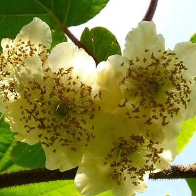 Актинидия АТЛАС (МУЖСКОЙ) в Иваново