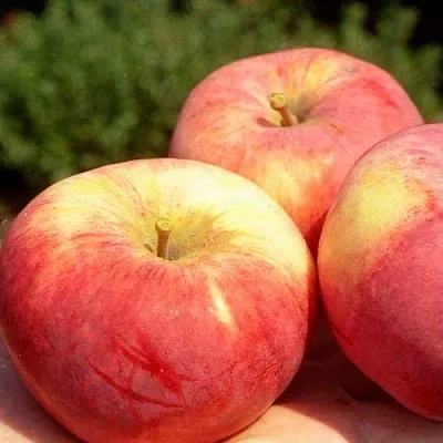 Яблоня ОРЛОВИМ  Яблоня ОРЛОВИМ в Иваново