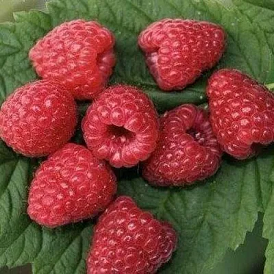 Малина ЗЮГАНА в Иваново