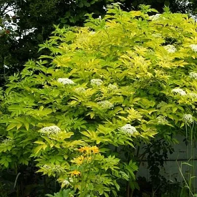 Бузина черная АУРЕА  Бузина черная АУРЕА в Иваново