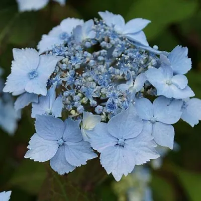 Гортензия БЛЮ ДЕКЛ пильчатая в Иваново