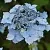 Гортензия БЛЮ ДЕКЛ пильчатая в Иваново
