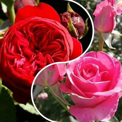 Комплект РОМАНТИЧЕСКИЙ БУКЕТ в Иваново