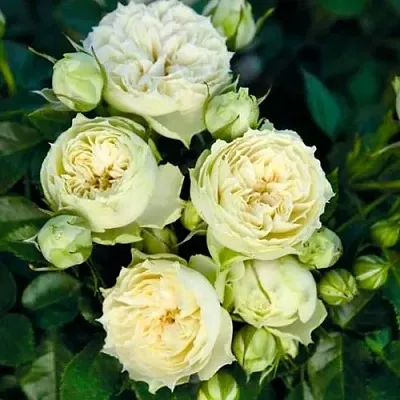 Саженцы роз БЛАНШЕТТ спрей  Саженцы роз БЛАНШЕТТ спрей в Иваново