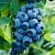 Голубика БОНИФАЦИЙ в Иваново