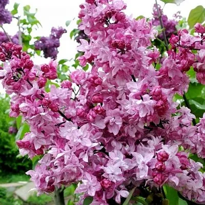 Сирень ОЛИМПИАДА КОЛЕСНИКОВА  Сирень ОЛИМПИАДА КОЛЕСНИКОВА в Иваново