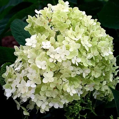 Гортензия СТЕРИЛИС древовидная   Гортензия СТЕРИЛИС древовидная  в Иваново
