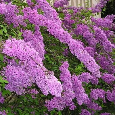 Сирень КИТАЙСКАЯ  Сирень КИТАЙСКАЯ в Иваново