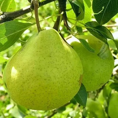 Груша ДАЛИКОР колонновидная  Груша ДАЛИКОР колонновидная в Иваново