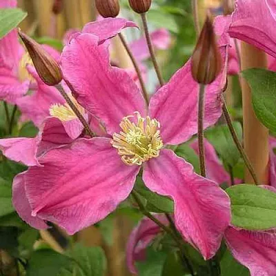 Клематис ИНСПИРЕЙШН ЗОЙН  Клематис ИНСПИРЕЙШН ЗОЙН в Иваново