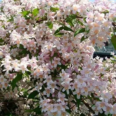 Кольквиция прелестная в Иваново