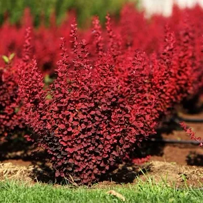 Барбарис ОРАНЖ РОКЕТ тунберга  Барбарис ОРАНЖ РОКЕТ тунберга в Иваново