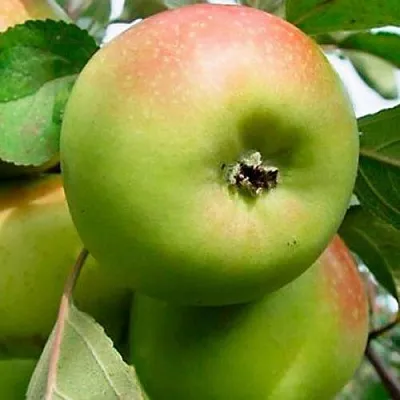 Яблоня БРАТ ЧУДНОГО стелющаяся  Яблоня БРАТ ЧУДНОГО стелющаяся в Иваново