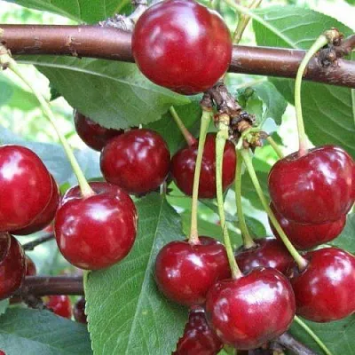 Вишня ТУРГЕНЕВКА  Вишня ТУРГЕНЕВКА в Иваново