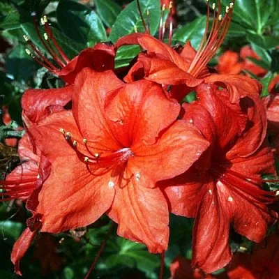 Азалия ДОЛОРОСО листопадная  Азалия ДОЛОРОСО листопадная в Иваново