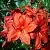 Азалия ДОЛОРОСО листопадная в Иваново