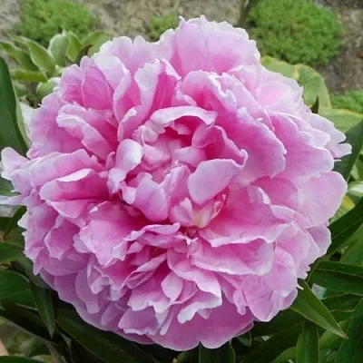 Пион РИМ травянистый  Пион РИМ травянистый в Иваново