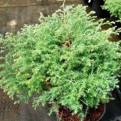 Кипарисовик СКВАРРОЗА горохоплодный в Иваново