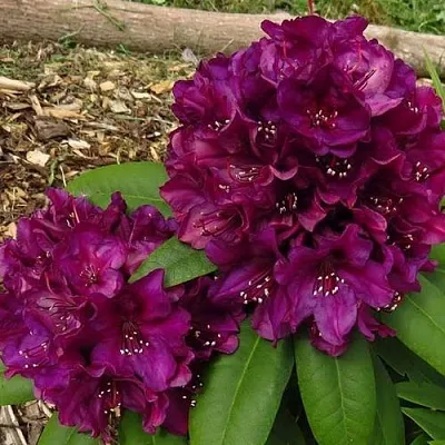 Рододендрон ПОЛАРНАХТ  Рододендрон ПОЛАРНАХТ в Иваново