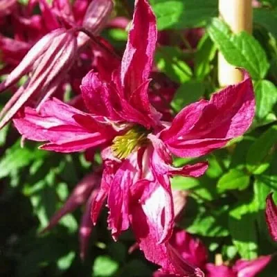 Клематис РОЗАЛИН  Клематис РОЗАЛИН в Иваново