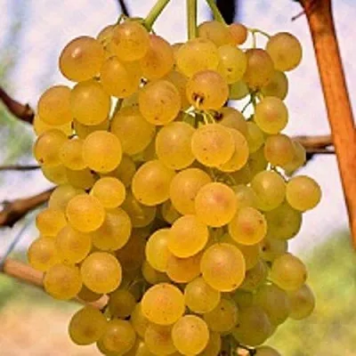 Виноград КИШМИШ КОКТЕЙЛЬ  Виноград КИШМИШ КОКТЕЙЛЬ в Иваново