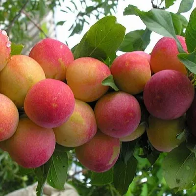 Слива СКОРОПЛОДНАЯ  Слива СКОРОПЛОДНАЯ в Иваново