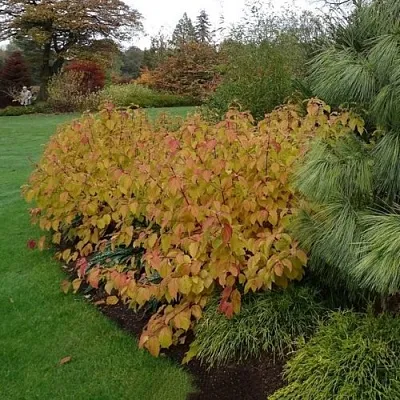 Дерен  АННА ВИНТЕР ОРАНЖ кроваво-красный    Дерен  АННА ВИНТЕР ОРАНЖ кроваво-красный   в Иваново