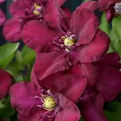 Клематис ЯН III СОБЕСКИ  Клематис ЯН III СОБЕСКИ в Иваново