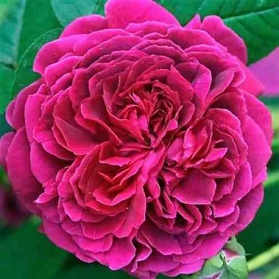 Саженцы роз ВИЛЬЯМ ШЕКСПИР английская  Саженцы роз ВИЛЬЯМ ШЕКСПИР английская в Иваново