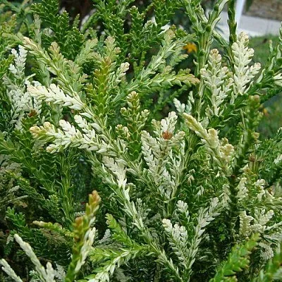 Туевик ВАРИЕГАТА долотовидный   Туевик ВАРИЕГАТА долотовидный  в Иваново