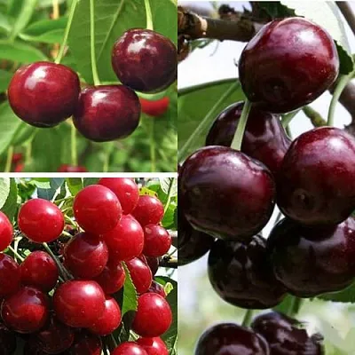 Комплект ВИШНЕВЫЙ САД в Иваново