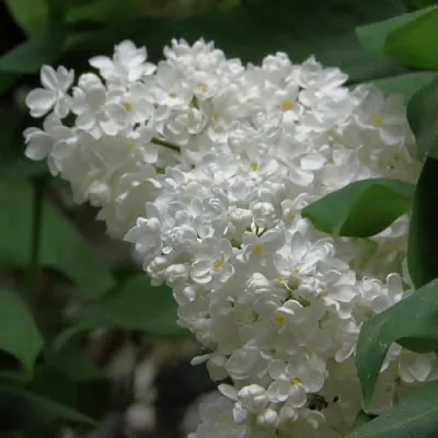 Сирень РУССКИЙ СЕВЕР  Сирень РУССКИЙ СЕВЕР в Иваново