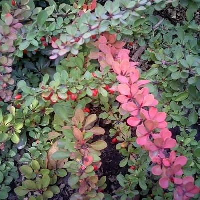 Барбарис ГРИН КАРПЕТ тунберга  Барбарис ГРИН КАРПЕТ тунберга в Иваново