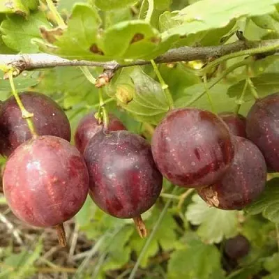 Крыжовник СМЕНА  Крыжовник СМЕНА в Иваново