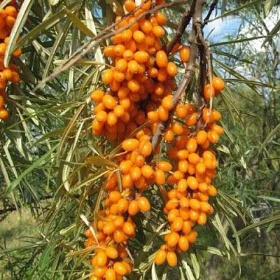 Облепиха НИВЕЛЕНА  Облепиха НИВЕЛЕНА в Иваново