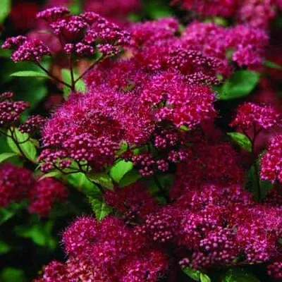 Спирея АНТОНИ ВАТЕРЕР японская  Спирея АНТОНИ ВАТЕРЕР японская в Иваново