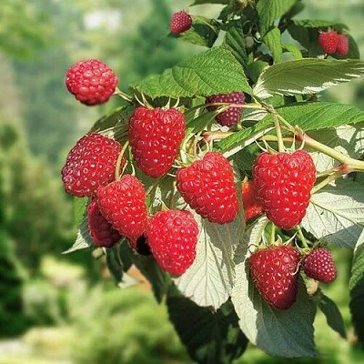 Малина РУБИФОЛ в Иваново