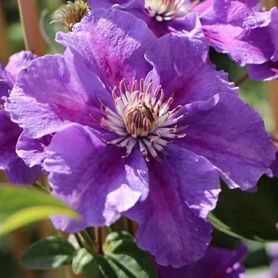 Клематис АШВА  Клематис АШВА в Иваново