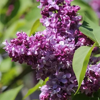 Сирень ИЗОБИЛИЕ  Сирень ИЗОБИЛИЕ в Иваново